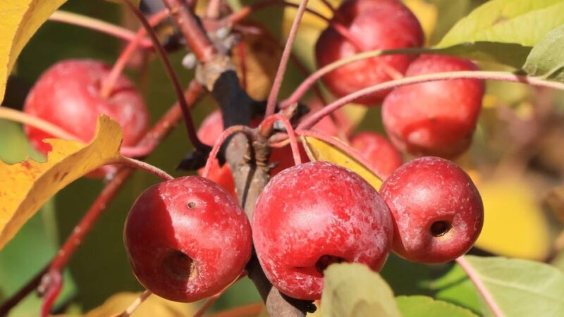 Herbstbilder aus dem Kreis Viersen: Der Herbst ist da