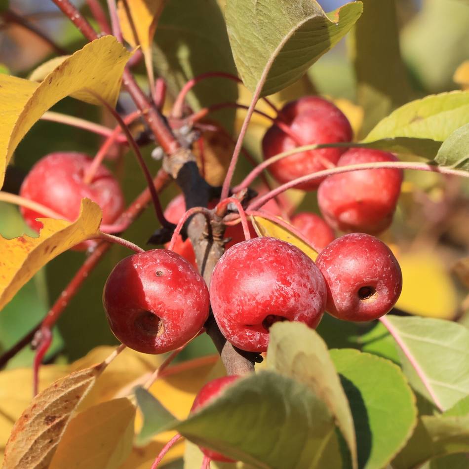 Herbstbilder aus dem Kreis Viersen: Der Herbst ist da