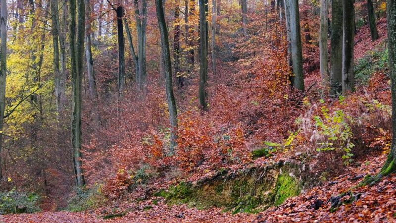 Naturschutz in der kalten Jahreszeit: Stadt mahnt: Wildtiere bitte nicht füttern