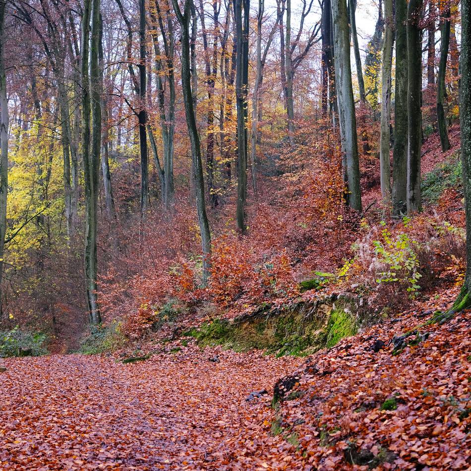 Naturschutz in der kalten Jahreszeit: Stadt mahnt: Wildtiere bitte nicht füttern