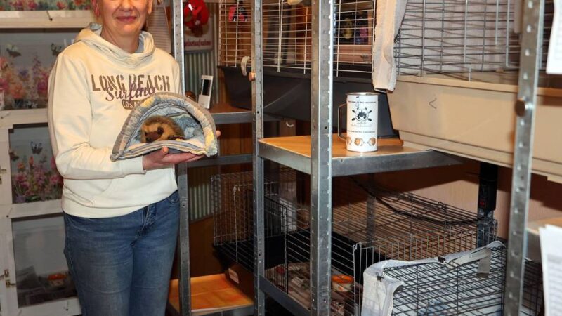 Hilfe für Tiere in Not: Igelhilfe sucht private Gärten als Lebensraum für Igel
