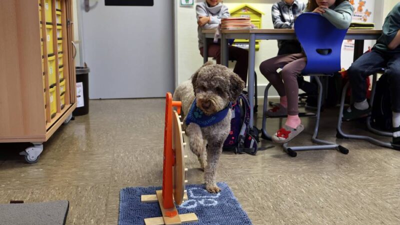 Lehrerin auf vier Pfoten: „Ein Hund ist ein Brückenbauer“ – wie Carla Grundschüler in Ohler unterstützt
