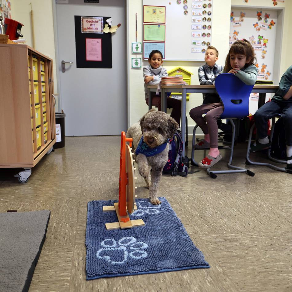 Lehrerin auf vier Pfoten: „Ein Hund ist ein Brückenbauer“ – wie Carla Grundschüler in Ohler unterstützt