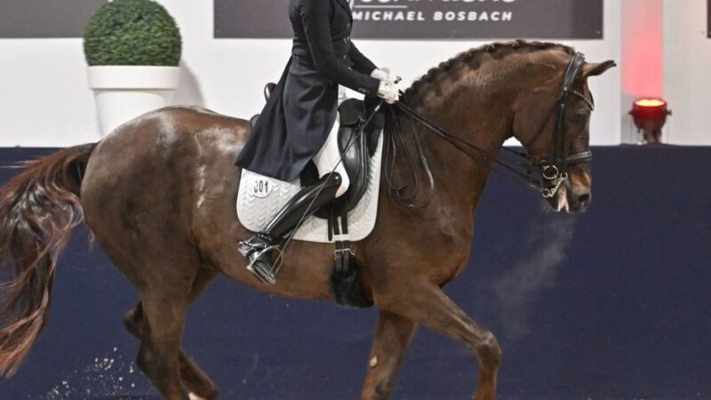 Kerkener Dressur-Event ein voller Erfolg: Große Bühne für Quintus und Gold für die Europameisterin