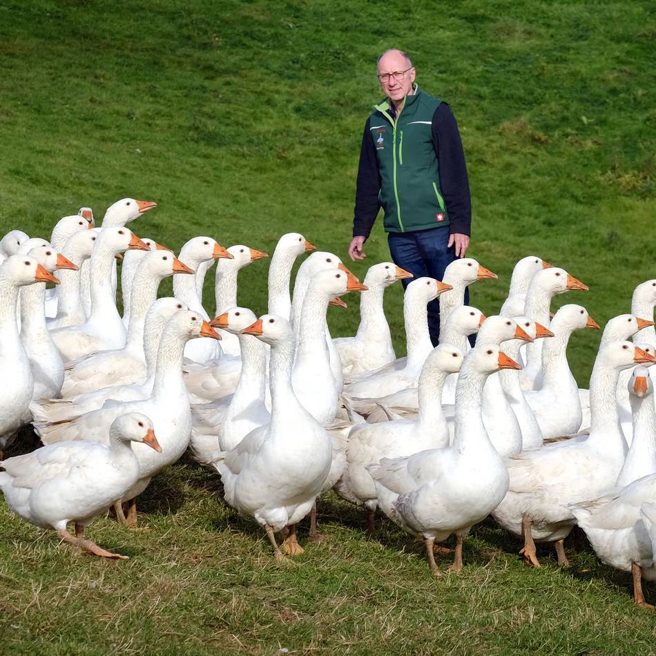 Bislang blieben die Geflügelhöfe von der Vogelgrippe verschont: Gans im Glück