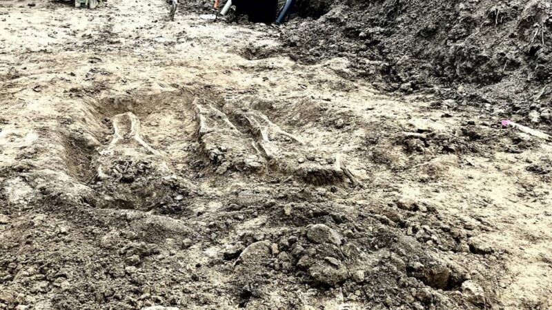 Skelett-Funde in Rees-Bienen: Den Toten ihre Würde wiedergeben