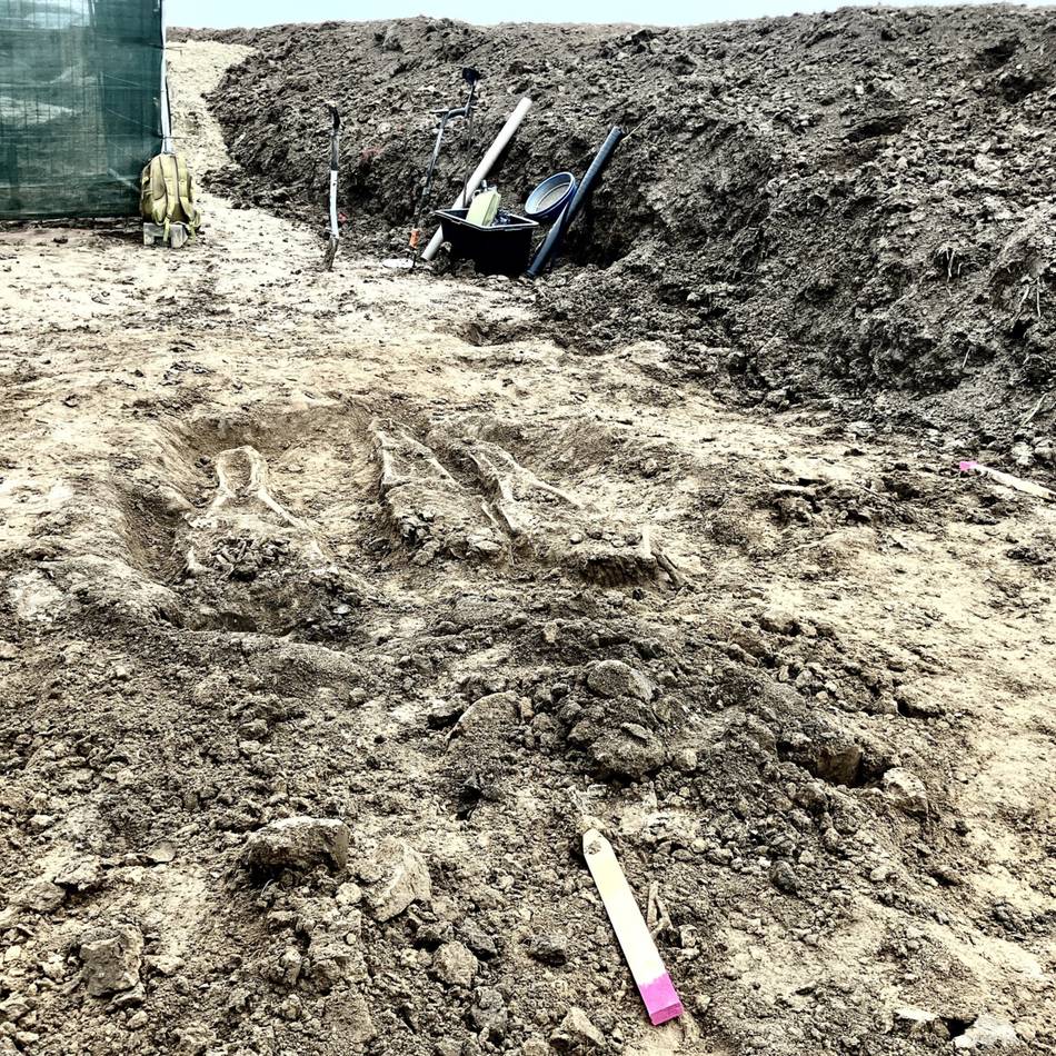 Skelett-Funde in Rees-Bienen: Den Toten ihre Würde wiedergeben