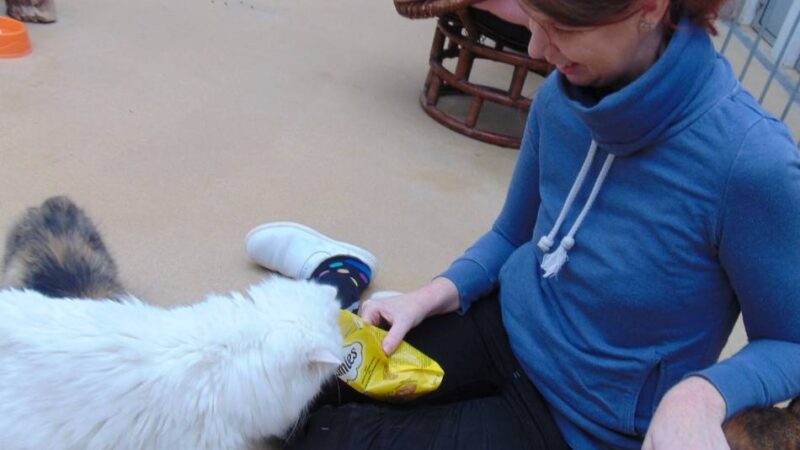 Spendenaufruf für Tierschutz in Mönchengladbach: „Das Futter geht weg wie warme Semmeln“ – Fellnasen benötigen Futterspende