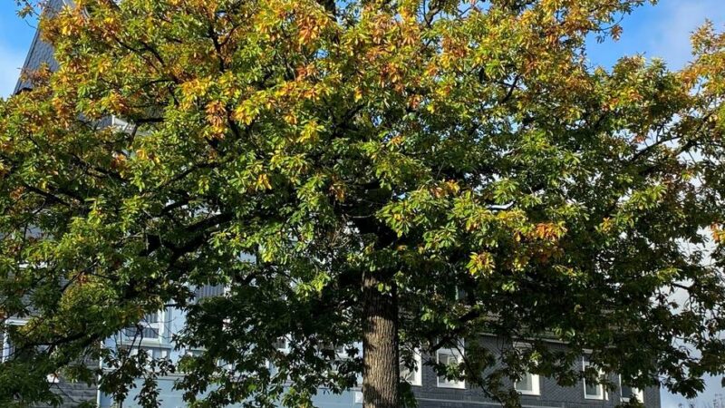 Politik in Radevormwald: Bald mehr Bäume für ein besseres Stadtklima?