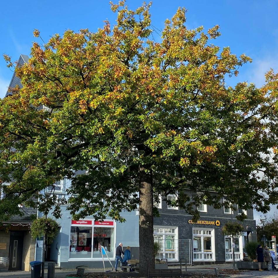 Politik in Radevormwald: Bald mehr Bäume für ein besseres Stadtklima?