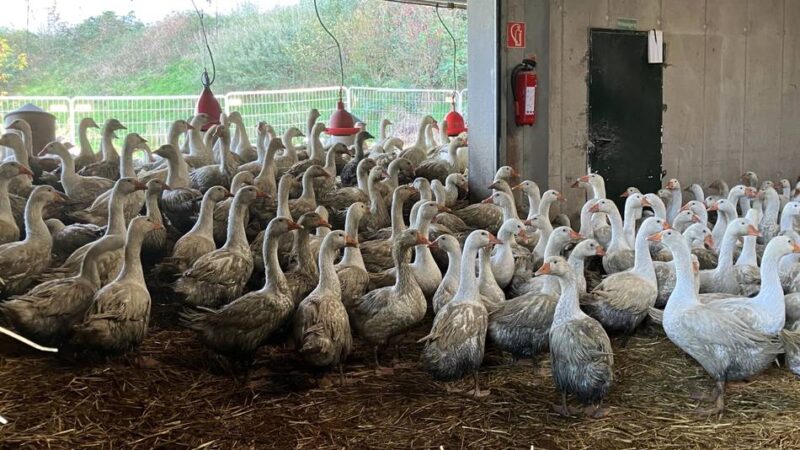Kaarster Geflügelzuchtmeister in Sorge: „Ich habe Angst, dass die Tiere gekeult werden müssen“