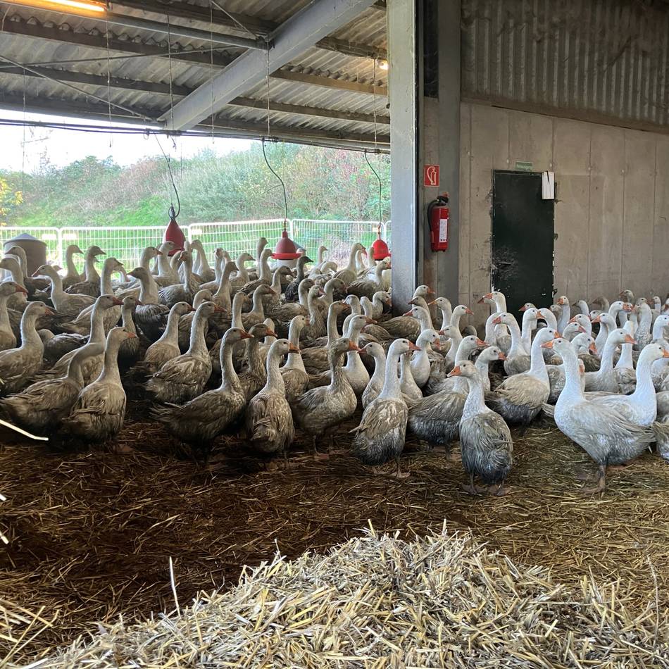 Kaarster Geflügelzuchtmeister in Sorge: „Ich habe Angst, dass die Tiere gekeult werden müssen“