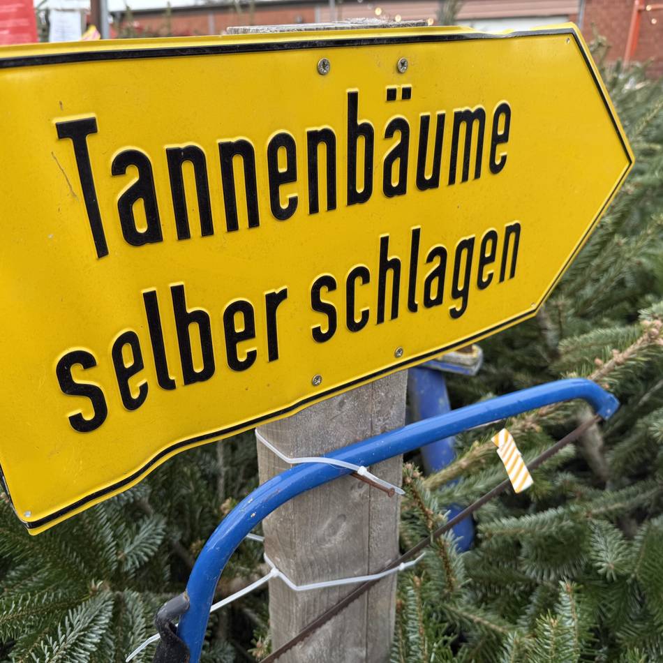 Selbstschlagen oder kaufen: Hier gibt es am Niederrhein Tannenbäume frisch vom Feld