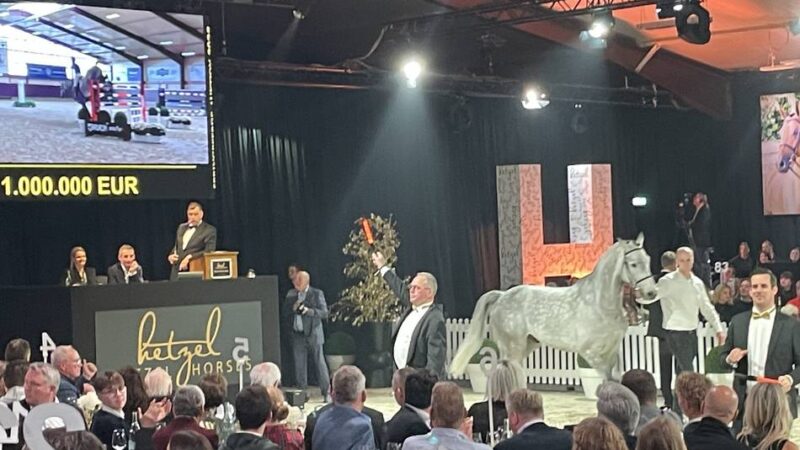 Pferdeauktion in Goch-Pfalzdorf: Wallach Dior wechselt für eine Million Euro den Besitzer