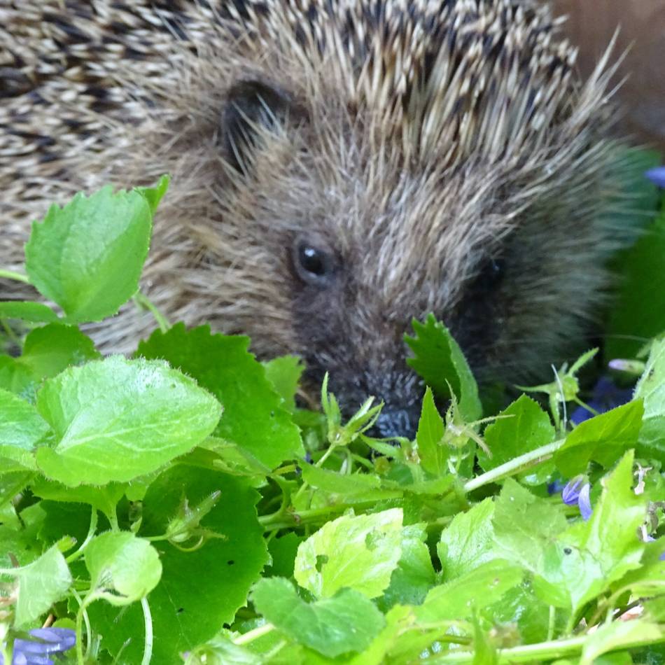 Vortrag von Nabu und Igelfreunde Alpen NRW: So kommen Igel sicher durch den Winter