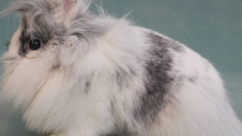 Landesverbandsschau der Rassekaninchenzüchter: Wo Löwenköpfchen und Englische Schecken zu sehen sind