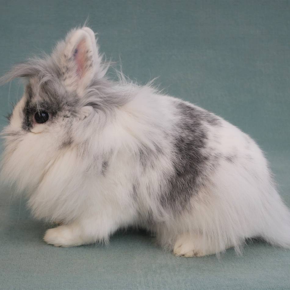 Landesverbandsschau der Rassekaninchenzüchter: Wo Löwenköpfchen und Englische Schecken zu sehen sind