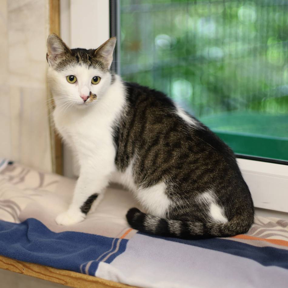 Tier der Woche in Wermelskirchen: Dominante Katzendame sucht neues Zuhause