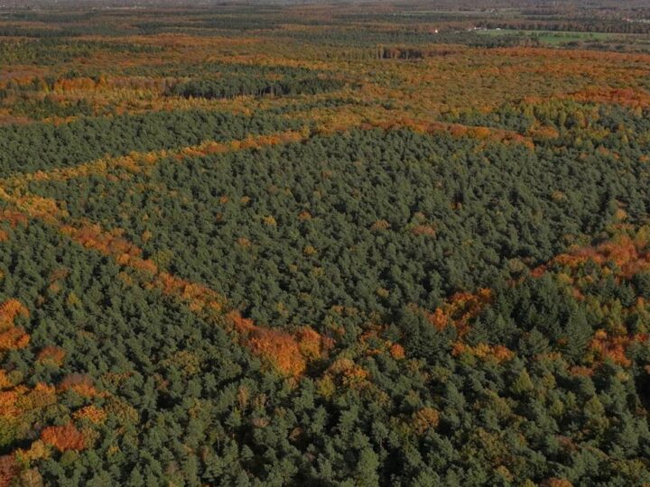 Nach Nationalpark-Debatte: Teile des Reichswaldes sollen zur Wildnis werden