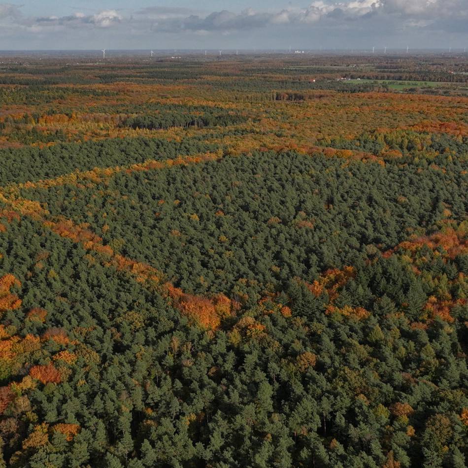 Nach Nationalpark-Debatte: Teile des Reichswaldes sollen zur Wildnis werden