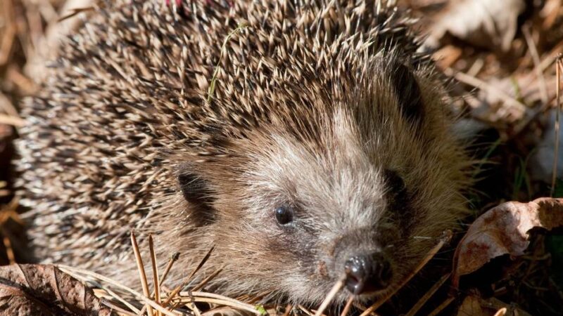 Appell einer Xantenerin: „Öffnet Eure Gärten für die Igel“