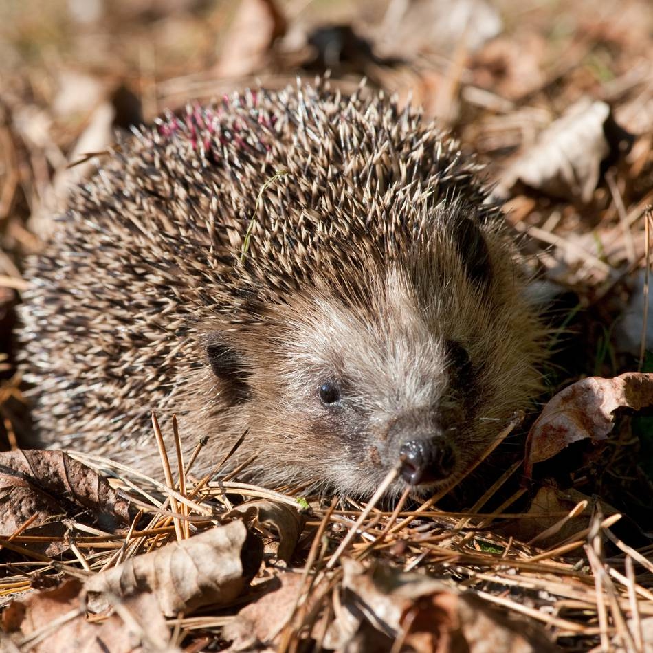 Appell einer Xantenerin: „Öffnet Eure Gärten für die Igel“