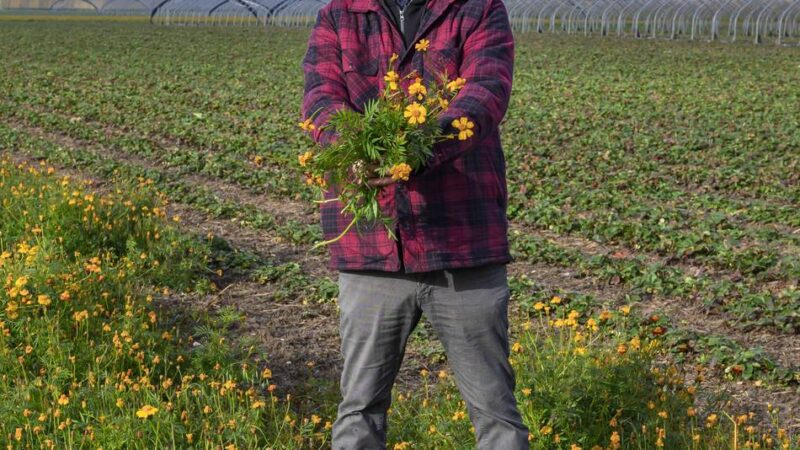 Kaarster Obstbauer setzt auf biologische Bodenverbesserung: Studentenblume sorgt für besseren Geschmack