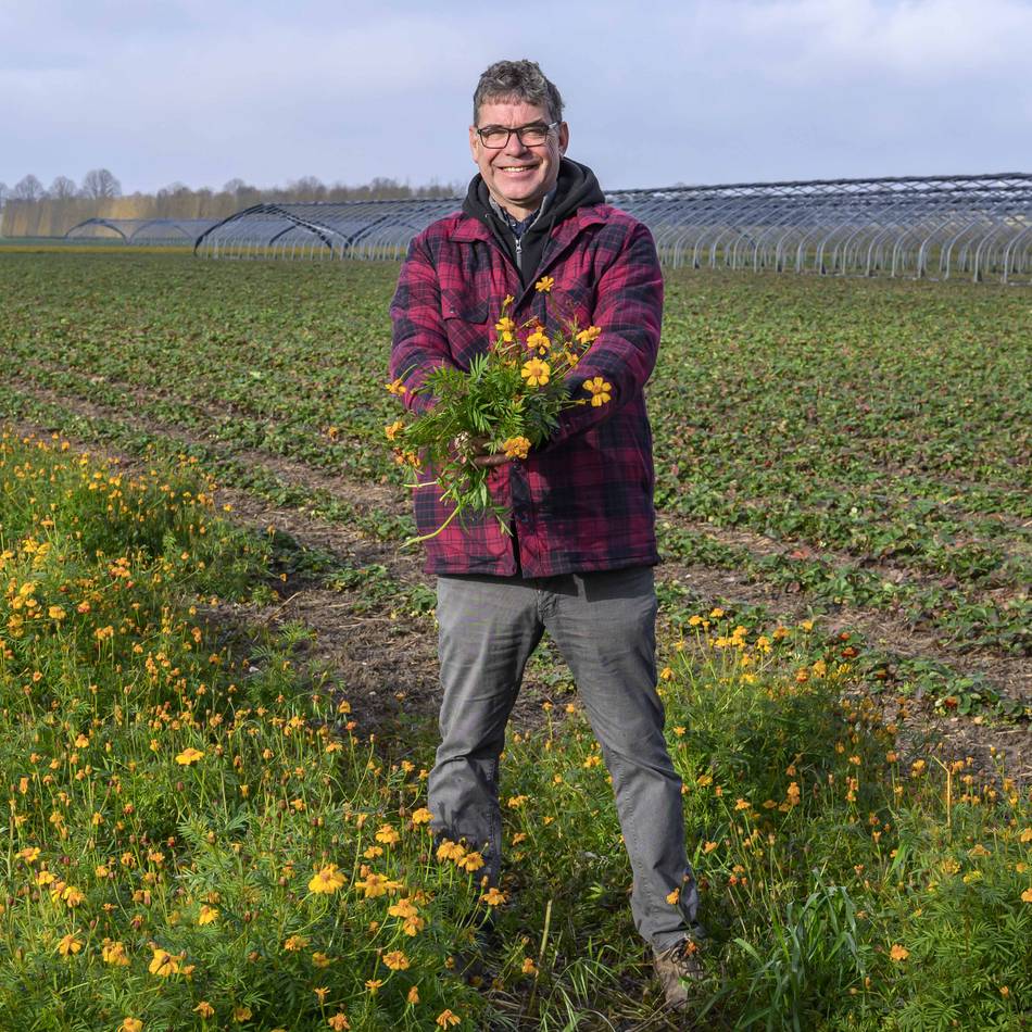 Kaarster Obstbauer setzt auf biologische Bodenverbesserung: Studentenblume sorgt für besseren Geschmack