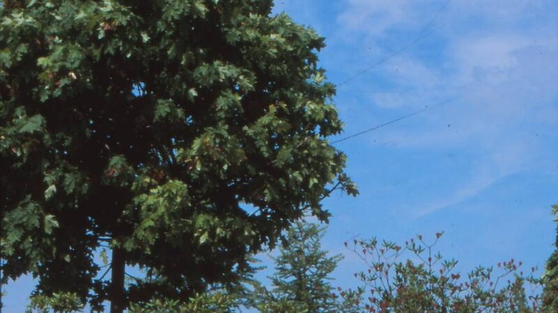 Innenstadtumbau in Moers: Stadt lässt zwei Bäume fällen – das ist der Grund