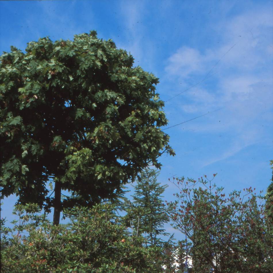 Innenstadtumbau in Moers: Stadt lässt zwei Bäume fällen – das ist der Grund