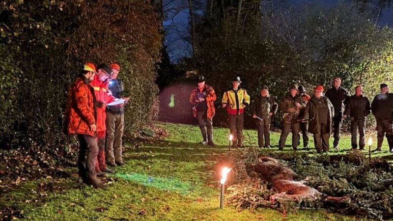 35 Wildschweine und 26 Rehe erlegt: „Massive Beunruhigung im Wald“ – Drückjagd in Dormagen
