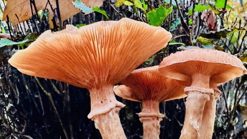 Fotoaktion im Kreis Viersen: Der trübe Herbst kann auch schön sein