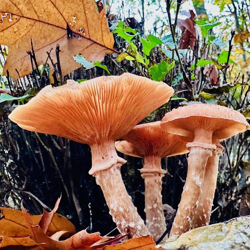 Fotoaktion im Kreis Viersen: Der trübe Herbst kann auch schön sein