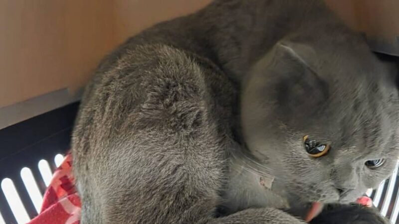 Vor dem Tierheim in Düsseldorf: Trächtige Katze bei eisigen Temperaturen ausgesetzt – „Mitten in der Geburt“