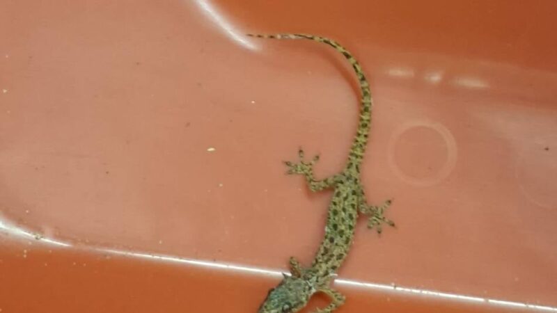 Düsseldorfer Flughafen: Zöllner machen tierische Entdeckung – Urlauberin „sichtlich überrascht“