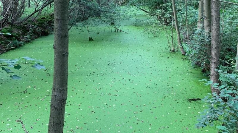 Grüne in Langenfeld: Beseitigung des Ölabscheidebeckens im Further Moor startet