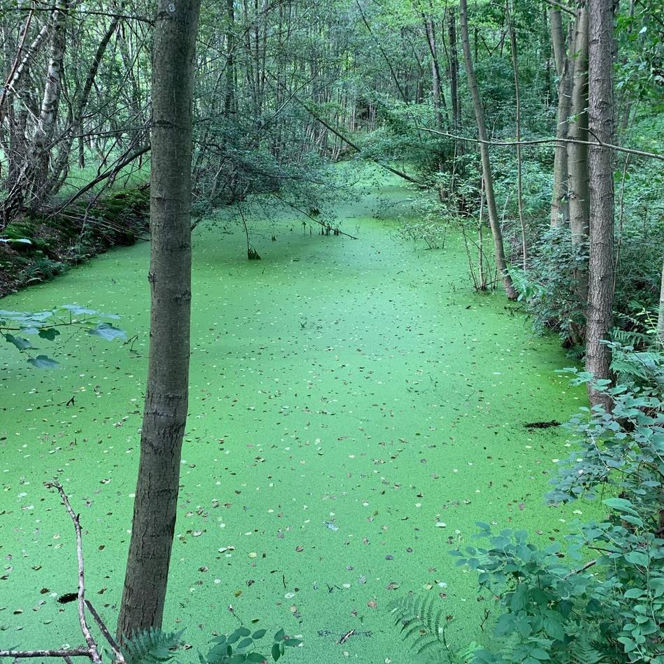 Grüne in Langenfeld: Beseitigung des Ölabscheidebeckens im Further Moor startet