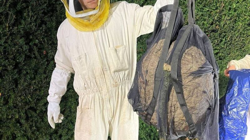 Einsatz in Emmerich-Elten: Erneut Nest von Asiatischer Hornisse aus Baum geholt