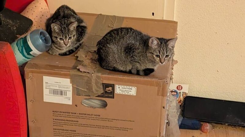 „Sie verstehen die Welt nicht mehr“: Tierschützer retten acht Katzen aus Dormagener Wohnung