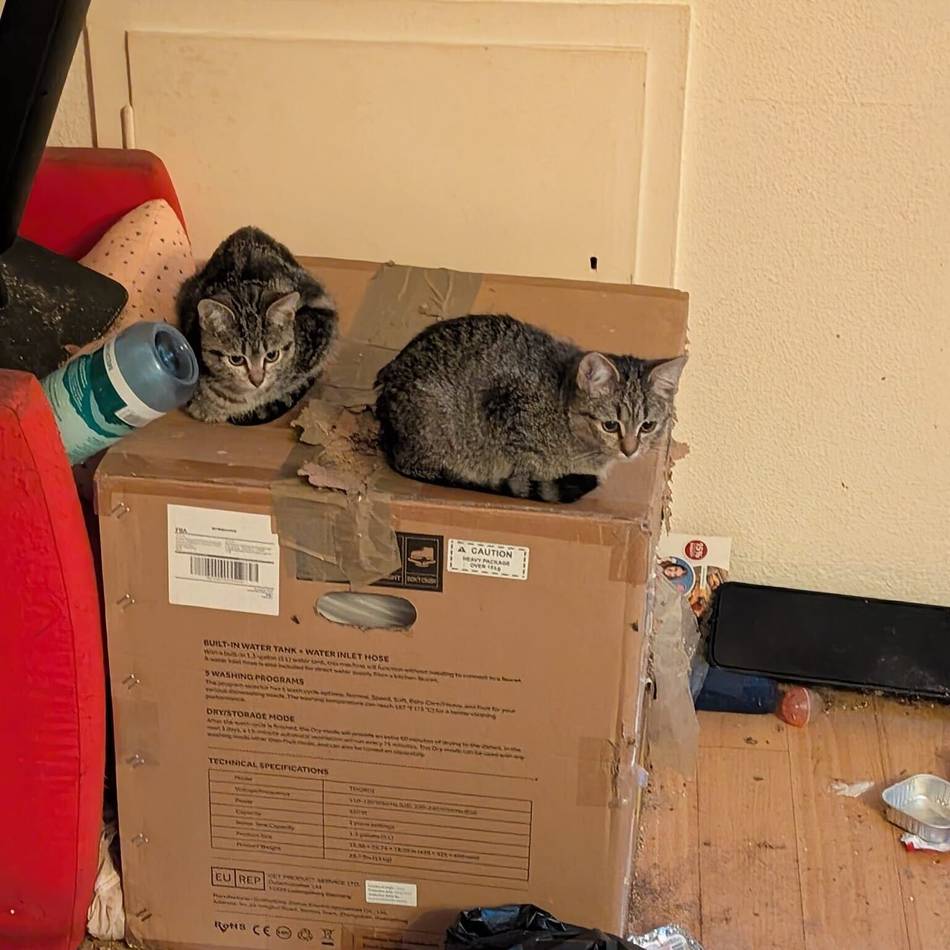 „Sie verstehen die Welt nicht mehr“: Tierschützer retten acht Katzen aus Dormagener Wohnung