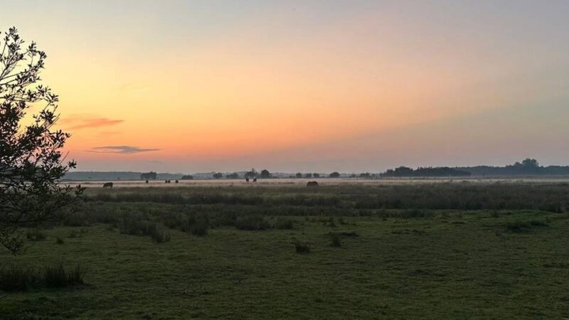 Die letzten Patriarchen Europas?: Frauen unerwünscht, Wähler treu – das SGP-Paradox im niederländischen Bibelgürtel