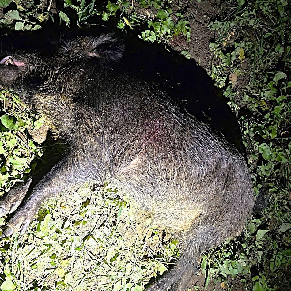 Wilderer im Kreis Kleve: Tiere am Reichswald abgeschossen – es war ein Profi