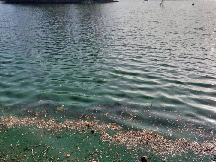 Wirtschaftsbetriebe warnen: Blaualgen in zwei Duisburger Seen nachgewiesen – Gefahr für Hunde