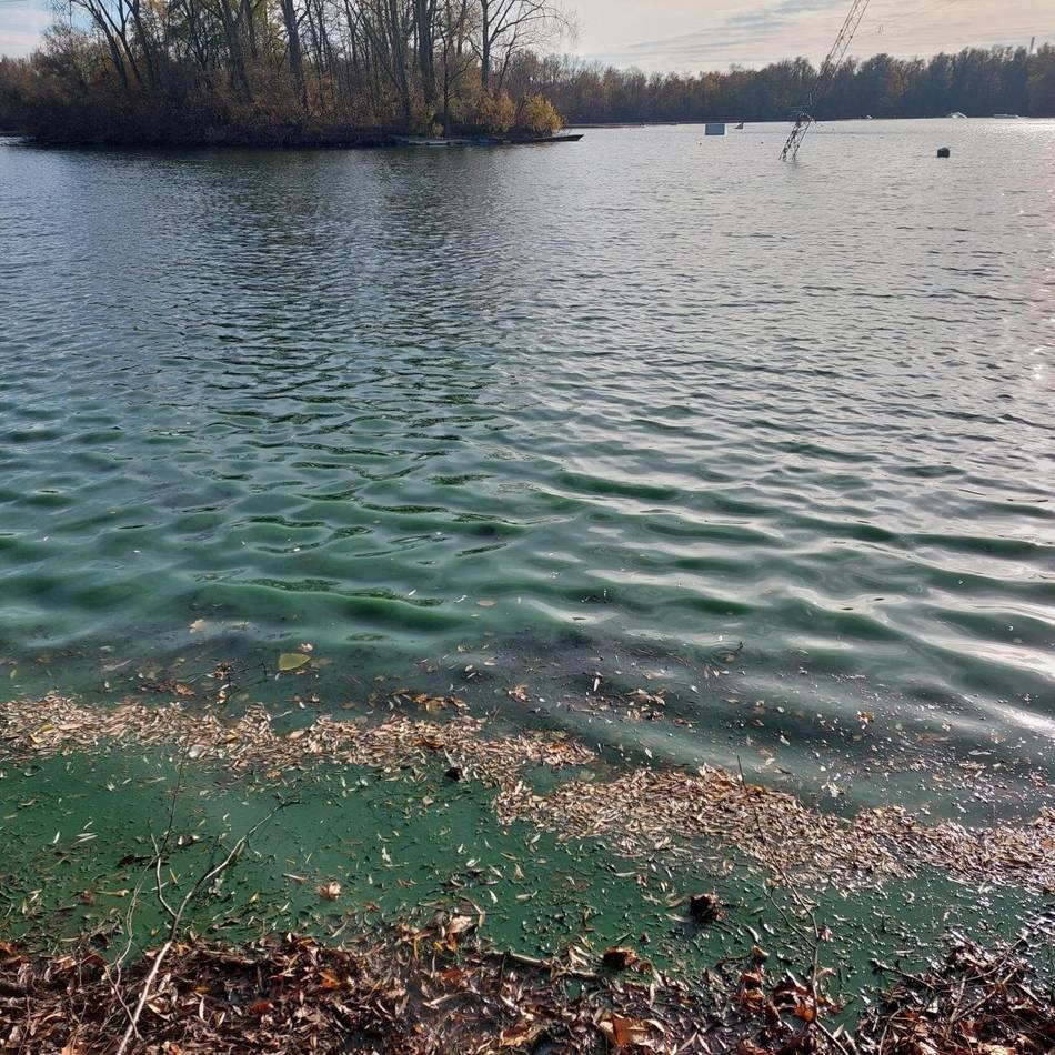 Wirtschaftsbetriebe warnen: Blaualgen in zwei Duisburger Seen nachgewiesen – Gefahr für Hunde