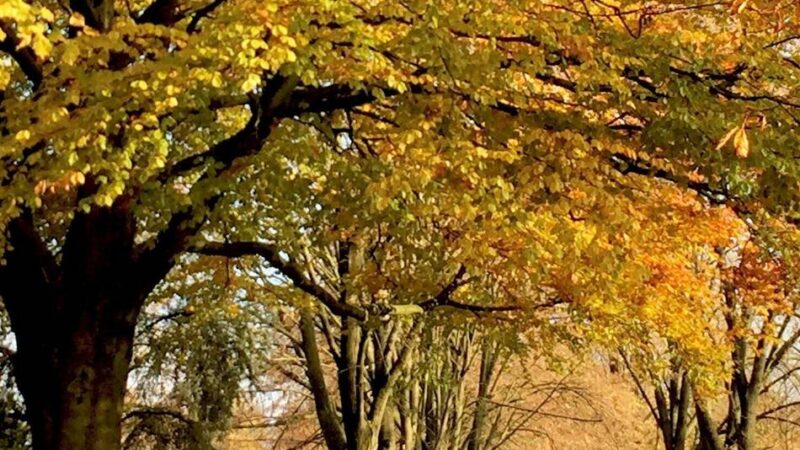 Fotos von RP-Lesern: So schön leuchtet der Herbst im Kreis Kleve