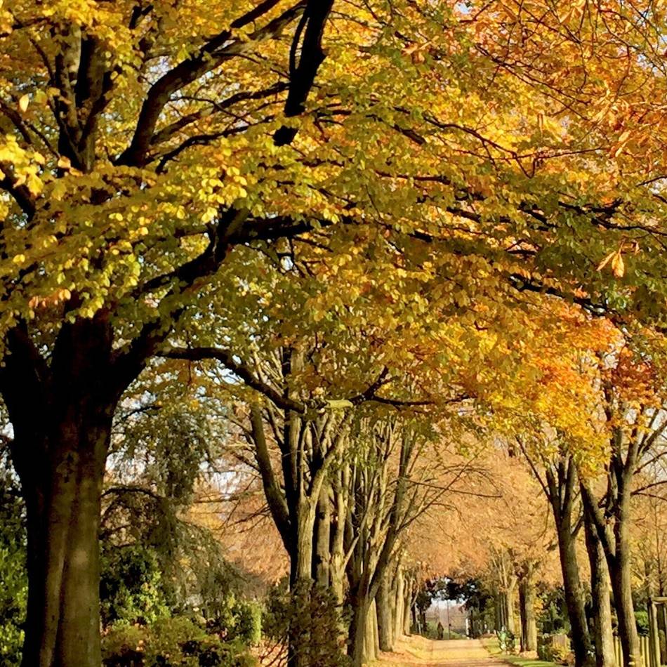Fotos von RP-Lesern: So schön leuchtet der Herbst im Kreis Kleve