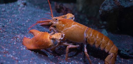 Tierschutz: England will Kochen lebender Hummer verbieten