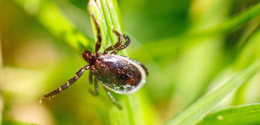 Borreliose: Berlin meldet so hohe Zahlen wie noch nie