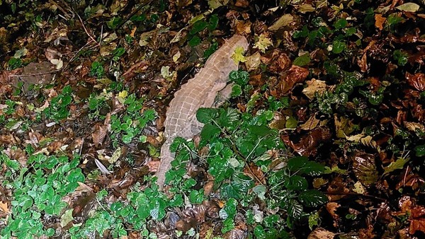 Passantin sichtet „Krokodil“ in Wülfrath – Polizei kann das „Tier“ sichern