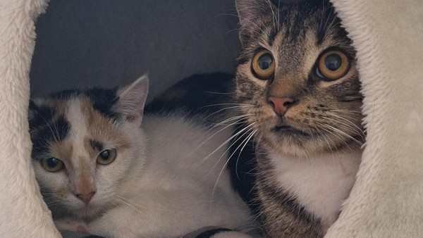 Katzenpaar: Erst vermittelt, dann wieder zurück ins Velberter Tierheim